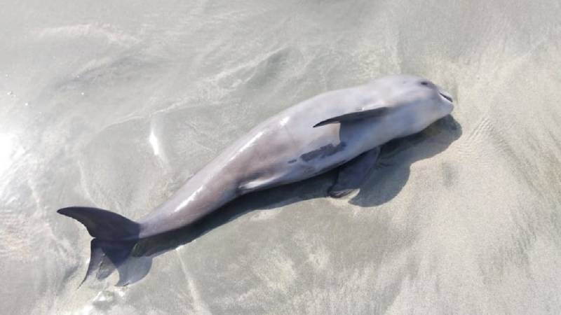 Dolphin Calf Found Dead On Balochistan Beach Sparks Uproar