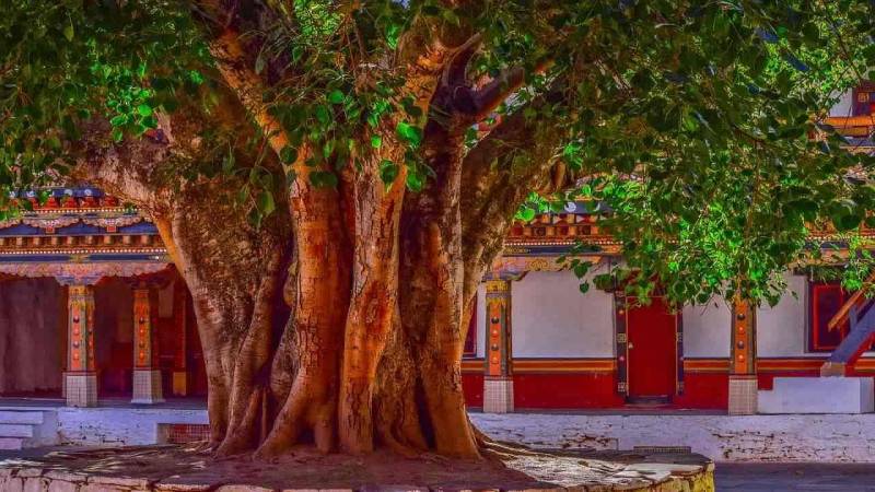 The Ancient Trees Of Rohri And Mami Begum