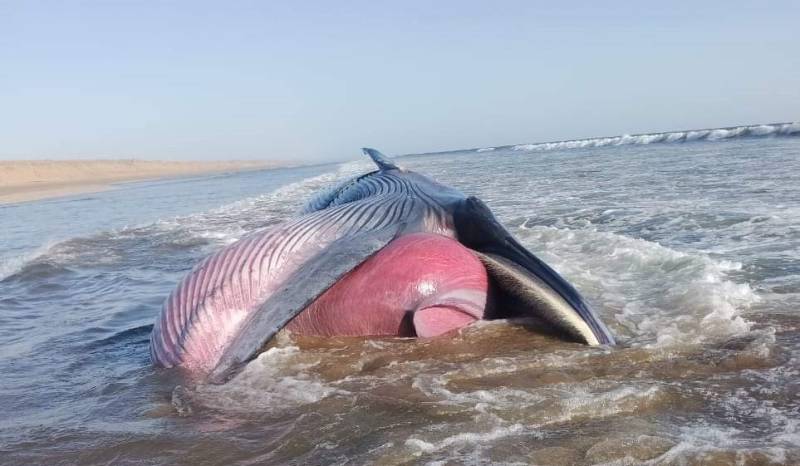 Blue Whale Found Dead On Beach Near Gwadar