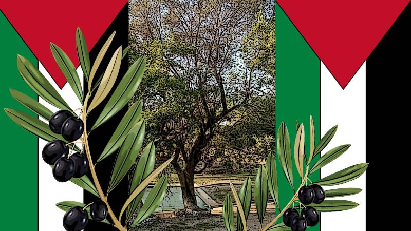 The Palestinian Connection: The Tale Of An Old Olive Tree