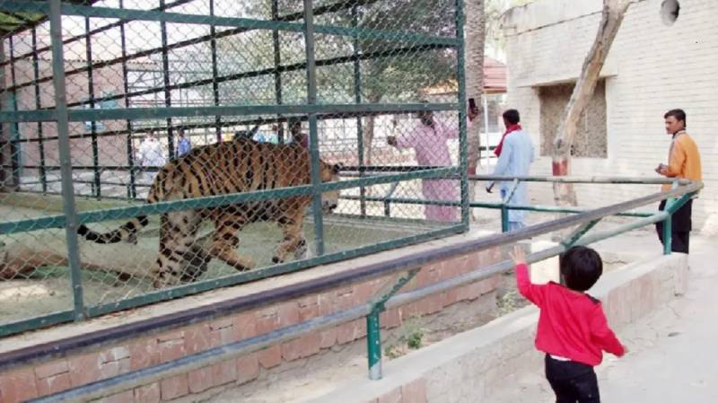 Bengal Tiger Mauled Youngster To Death In Bahawalpur Zoo