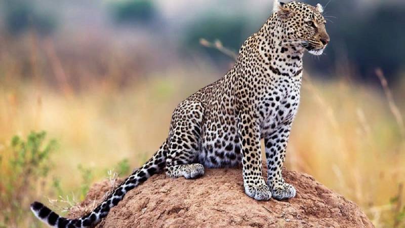 Jamshoro Natives Suspected Of Hunting Endangered Leopard To Face Trial