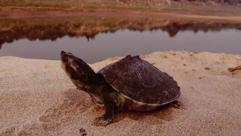 Hundreds Of Turtles Electrocuted In Chenab River