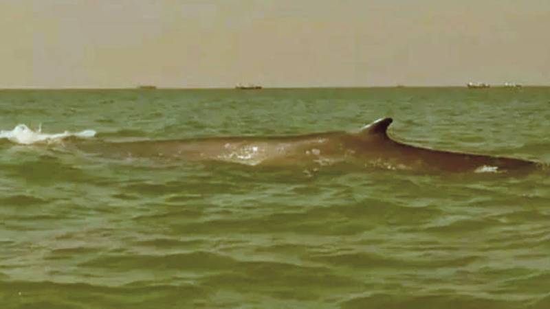 Rare Giant Whale Spotted At Gadani Coast