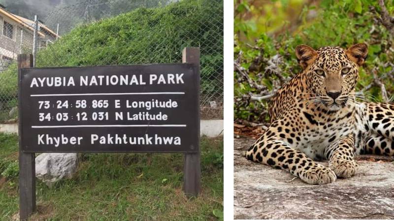 Ayubia National Park Faces Growing Human-Wildlife Conflict