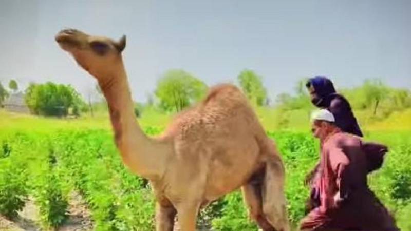Sanghar Landlord Allegedly Had A Camel's Leg Chopped Off For Damaging Some Crops