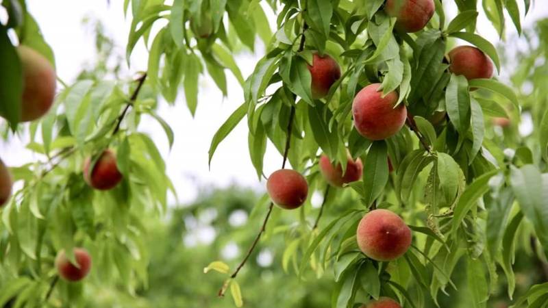 Shrinking Harvest: Climate Change And The Uncertain Future Of Swat's Peaches