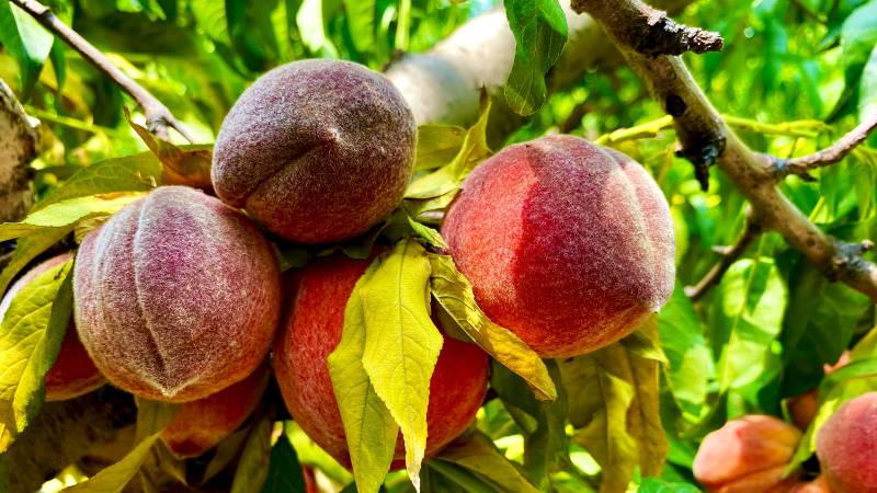 Swat's Sweet Peaches Turn Sour