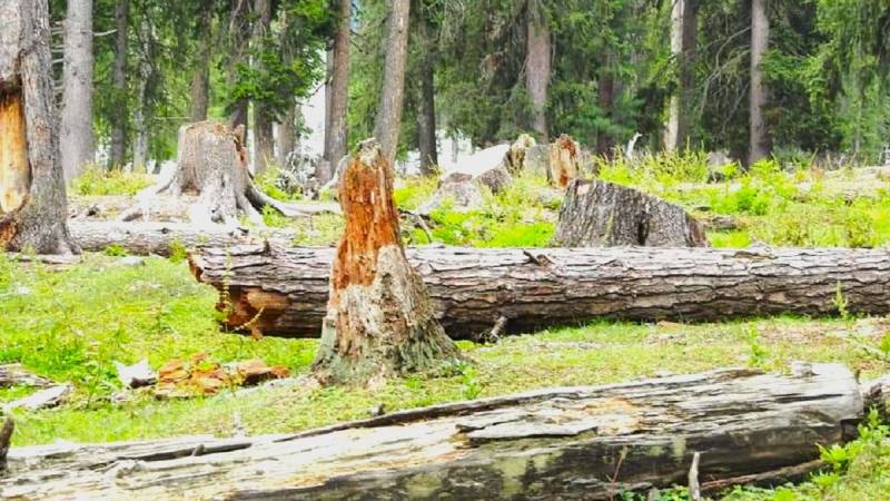 Swat's Lush Forests Under Threat From Rampant Deforestation, Climate Change