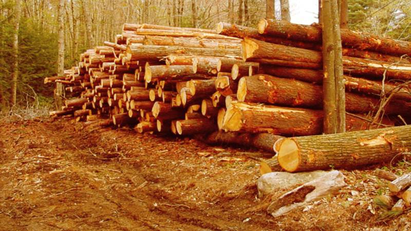 Ecological Crisis In KP: Conservationists Decry Govt’s Massive Deforestation Plan