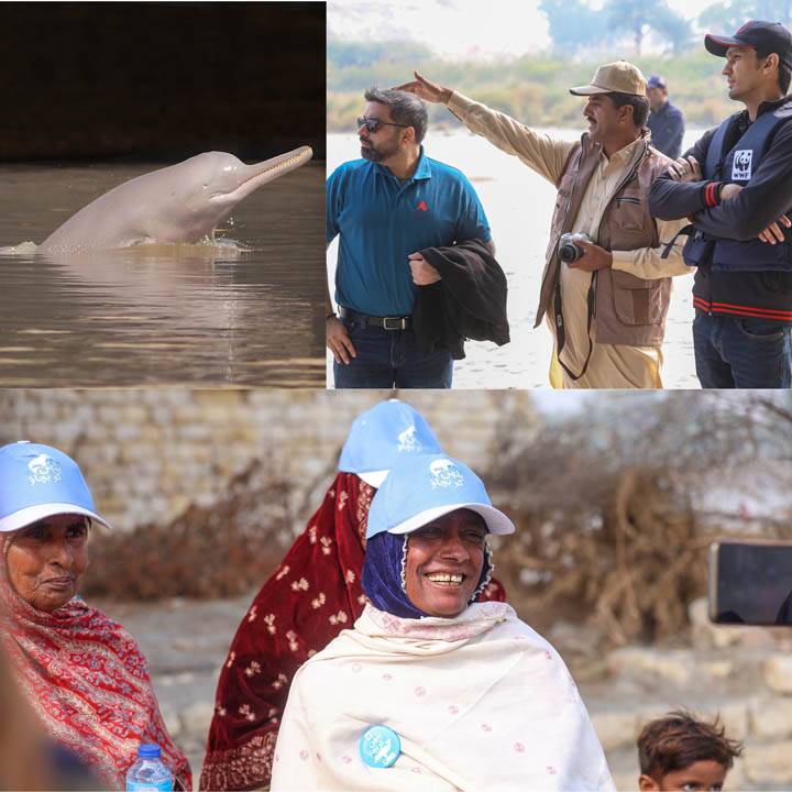 Bank Alfalah Commits Rs8.5 Million To Conserve Endangered Indus River Blind Dolphins