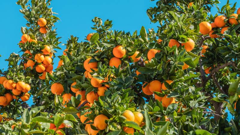 Sargodha’s Citrus Industry: Tapping Into Global Markets