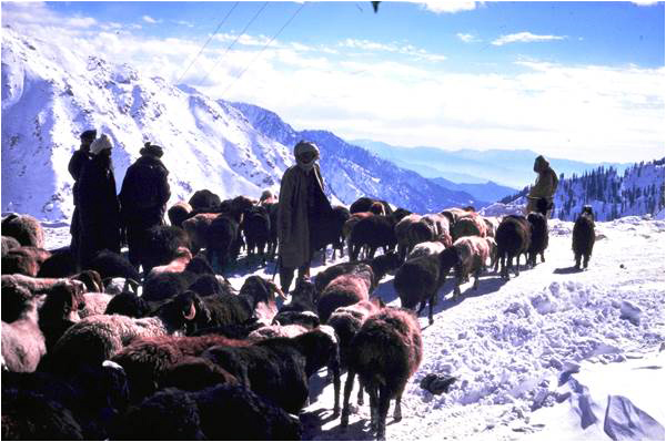 Nomads on the Lowari Top