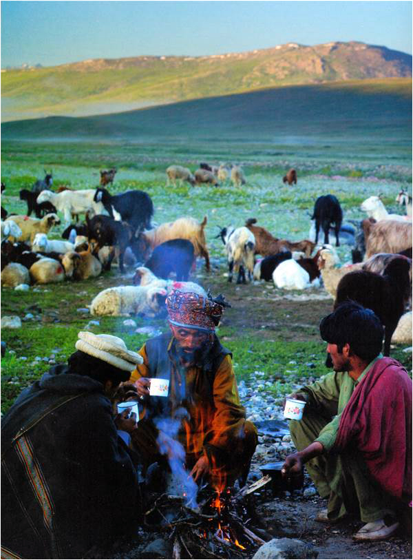 Local gujjars break for a steaming cup of tea during their seasonal traverse