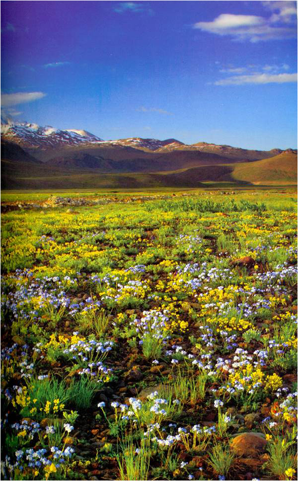 Spring in Deosai -- a homage to the plateau's numinous beauty