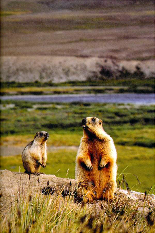 Deosai’s legendary gold-digging ants were probably these small golden marmots