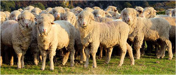 The Merino sheep, an Australian icon