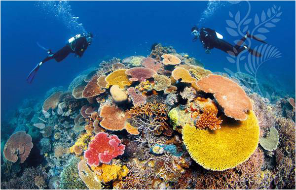 An Australian wonder - The Great Barrier Reef