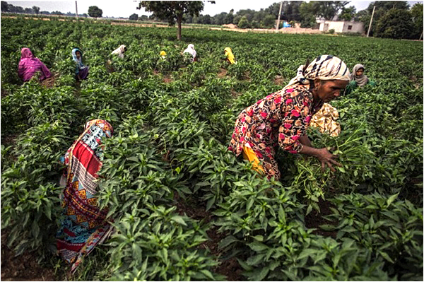 Women work in fields near Multan in southern Punjab