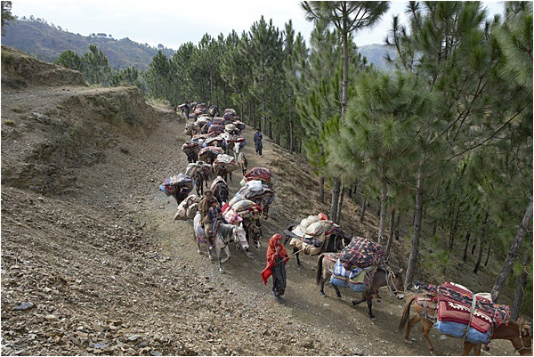 Nomads on the move in a small group near Hazara Khyber Pakhtoonkhwa