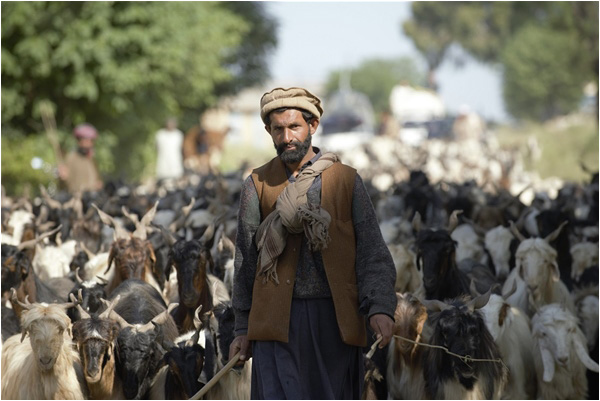 A shepherd leading a herd in Rawalpindi suburbs