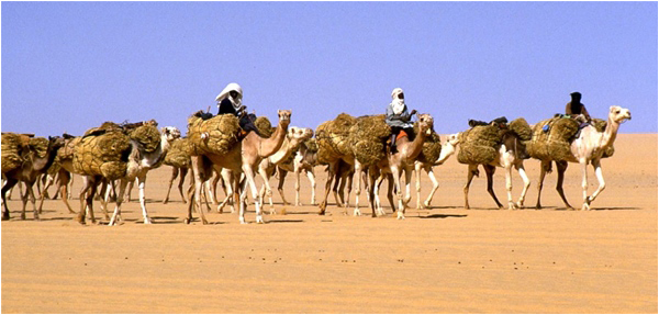 Salt caravan on the Sahara