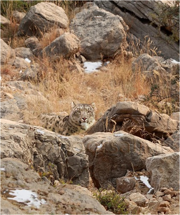 One to two snow leopards lie per sq km in Hoper Valley - Courtesy: Zahoor Salimi / WWF-Pakistan