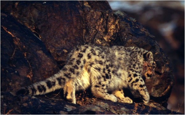 Snow leopard population severely affected due to human-led activities - Courtesy: Fritz Polking / WWF