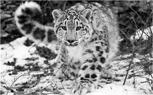 Last chance to protect snow leopards