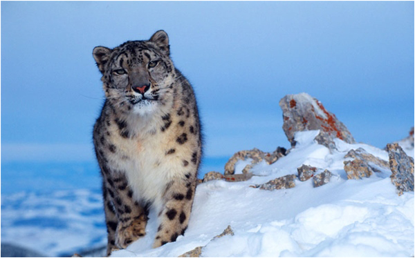 Snow leopards are scientifically known as Uncia Uncia - Courtesy Klein & Hubert / WWF