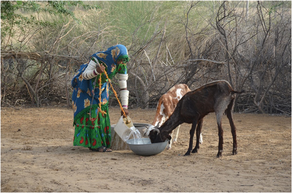 Tari feeding her goats