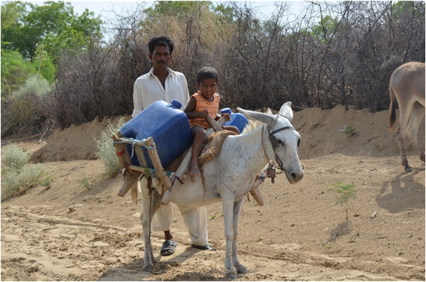 Preman carrying water containers on a donkey