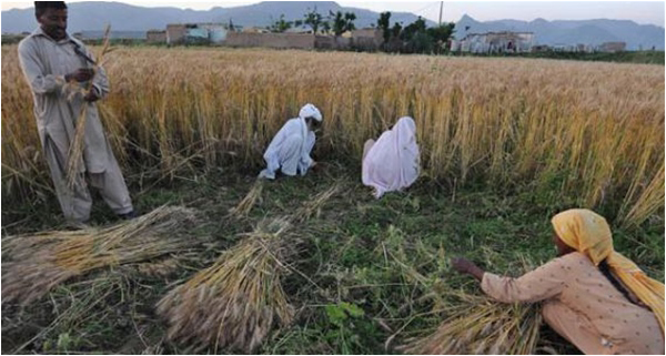 Farmers, also known as Hari in Sindh and Muzara in Punjab, at work on a feudal lord's land