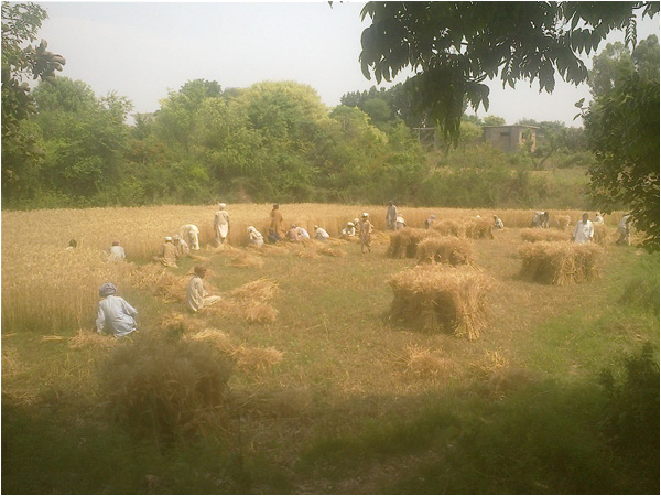 Laborers working in Kahuta Potohar where wheat crop was destroyed by heavy rains
