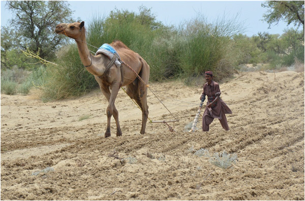 A farmer ploughing seeds in the desert