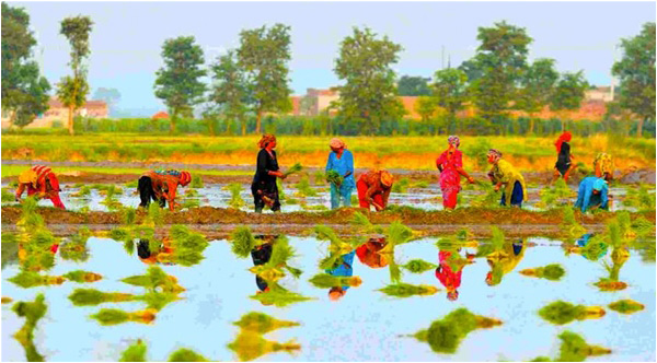Women engaged in rice plantation