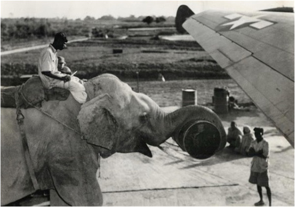 An elephant loading supplies onto C-46 planes during the War