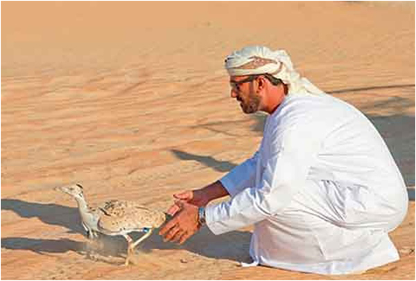 The Houbara bustard is seen as an aphrodisiac in Gulf Arab tradition
