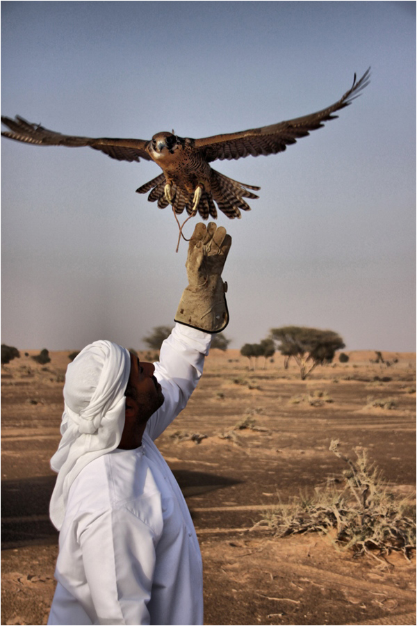 Falconry is a time-honoured tradition in the Gulf states