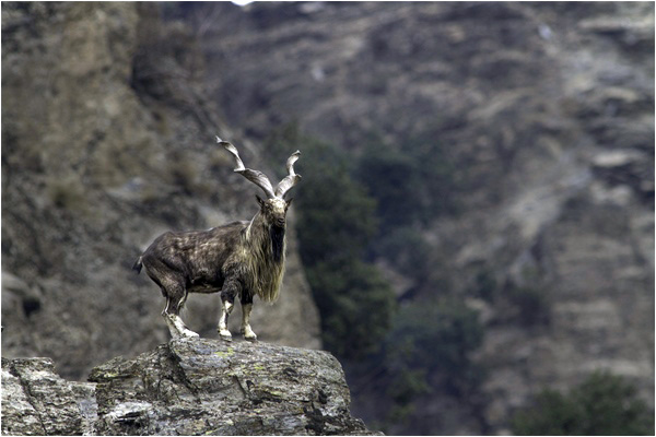 Kashmir Markhor in Chitral Gol National Park