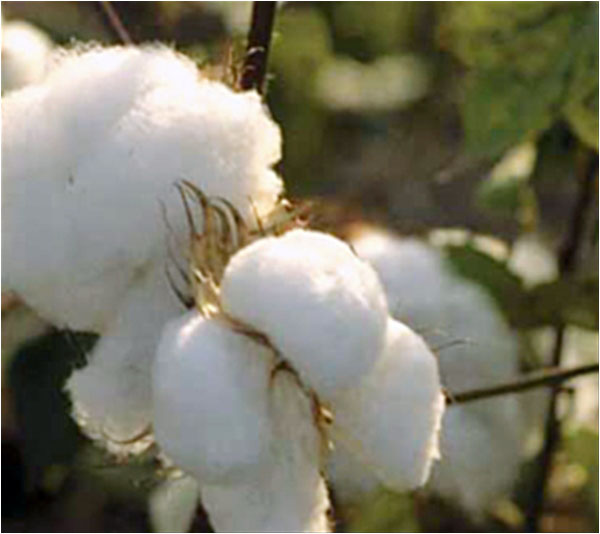 The cotton plant