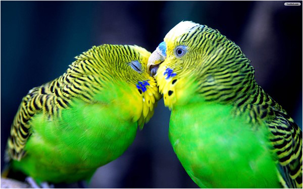 The parrot in South Asia is a symbol of romance and intimacy