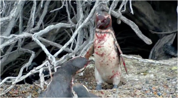 When a penguin love-triangle fell violently apart