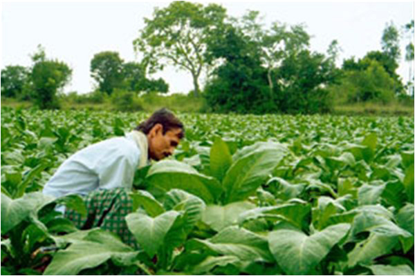Tobacco is a significant crop in Pakistan and the tobacco industry brings in both revenue and employment