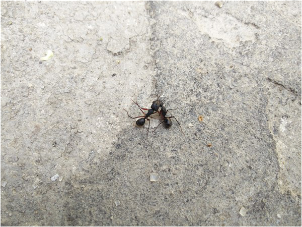 'Hindu' ants