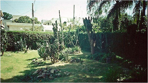 A corner of Khalid Iqbal's beloved garden