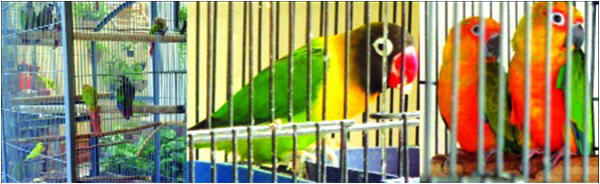 Some of the inhabitants of his aviary