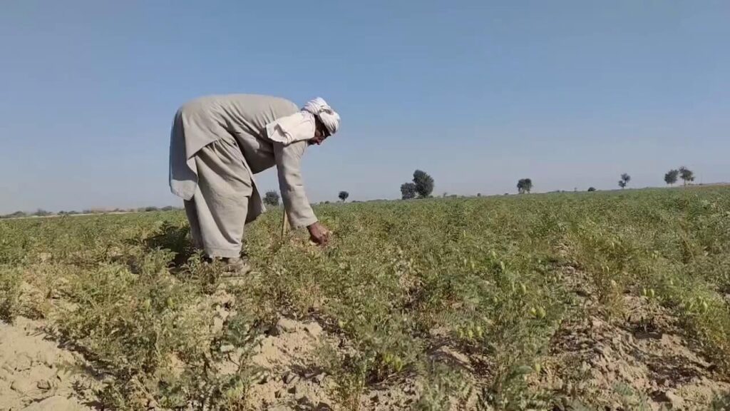 Chickpea, farming, Lakki Marwat, Khyber Pakhtunkhwa, Agriculture, climate change